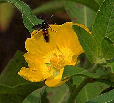 [An insect with a yellow and black body and black wings is at the tips of the petals of a cup-shaped yellow flower. It also has very long antennae.]